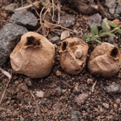 Bovista (A puffball) at Oakey Hill - 14 Apr 2019 by Heino1