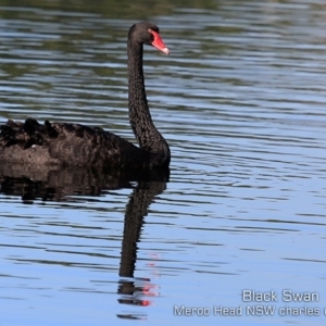 Cygnus atratus at Bawley Point, NSW - 12 Apr 2019 12:00 AM