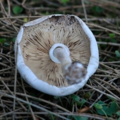 Agarics gilled fungi at Bawley Point, NSW - 12 Apr 2019 by CharlesDove