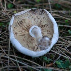 Agarics gilled fungi at Bawley Point, NSW - 11 Apr 2019 by Charles Dove