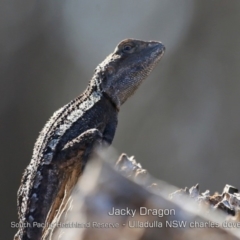 Amphibolurus muricatus (Jacky Lizard) at Ulladulla, NSW - 13 Apr 2019 by CharlesDove