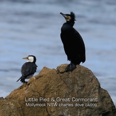 Phalacrocorax carbo (Great Cormorant) at Mollymook, NSW - 14 Apr 2019 by CharlesDove