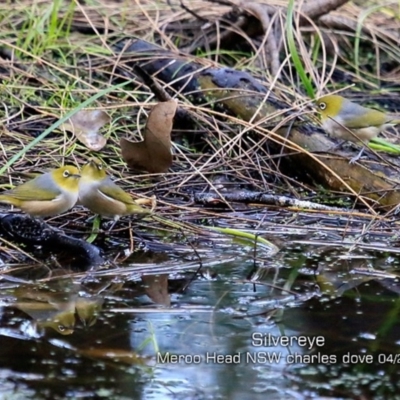 Zosterops lateralis (Silvereye) at Bawley Point, NSW - 12 Apr 2019 by CharlesDove