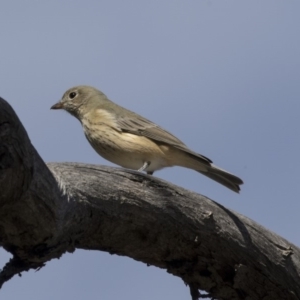 Pachycephala rufiventris at Bruce, ACT - 8 Apr 2019