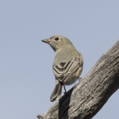 Pachycephala rufiventris at Bruce, ACT - 8 Apr 2019