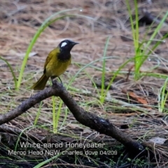 Nesoptilotis leucotis (White-eared Honeyeater) at Bawley Point, NSW - 12 Apr 2019 by CharlesDove