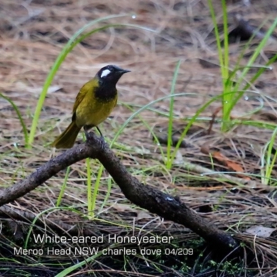 Nesoptilotis leucotis (White-eared Honeyeater) at Bawley Point, NSW - 12 Apr 2019 by CharlesDove