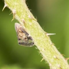 Scolypopa australis (Passionvine hopper, Fluffy bum) at Acton, ACT - 14 Apr 2019 by AlisonMilton