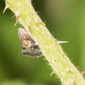 Scolypopa australis at Acton, ACT - 14 Apr 2019 12:03 PM