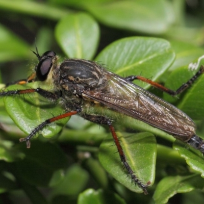 Asiola fasciata (A robber fly) at Hackett, ACT - 13 Feb 2019 by TimL