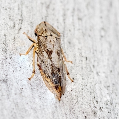 Stenocotis sp. (genus) (A Leafhopper) at Hackett, ACT - 8 Apr 2019 by AlisonMilton