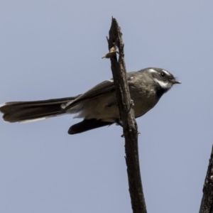 Rhipidura albiscapa at Bruce, ACT - 8 Apr 2019 11:25 AM