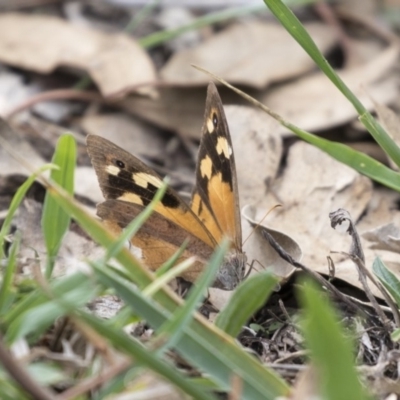 Heteronympha merope (Common Brown Butterfly) at Bruce Ridge to Gossan Hill - 8 Apr 2019 by AlisonMilton