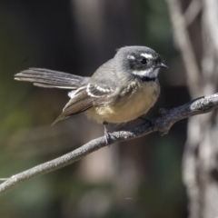 Rhipidura albiscapa (Grey Fantail) at Dunlop, ACT - 10 Apr 2019 by Alison Milton