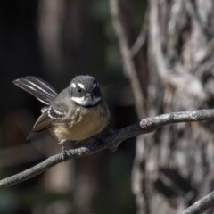 Rhipidura albiscapa at Dunlop, ACT - 10 Apr 2019 10:18 AM