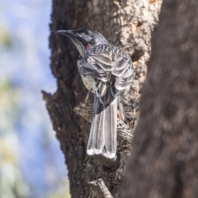 Anthochaera carunculata (Red Wattlebird) at The Pinnacle - 10 Apr 2019 by AlisonMilton