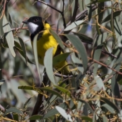 Pachycephala pectoralis (Golden Whistler) at Dunlop, ACT - 10 Apr 2019 by Alison Milton