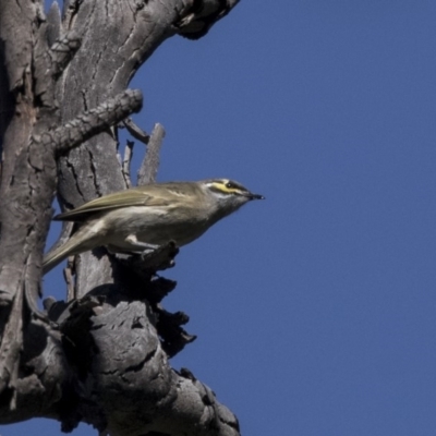 Caligavis chrysops (Yellow-faced Honeyeater) at Dunlop, ACT - 10 Apr 2019 by Alison Milton