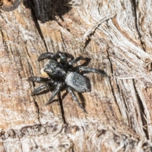 Salticidae sp. 'Golden palps' at Dunlop, ACT - 10 Apr 2019 11:25 AM