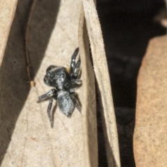 Salticidae sp. 'Golden palps' at Dunlop, ACT - 10 Apr 2019 11:25 AM