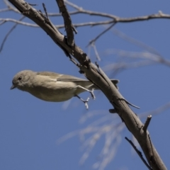 Pachycephala pectoralis (Golden Whistler) at Dunlop, ACT - 10 Apr 2019 by Alison Milton