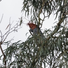 Callocephalon fimbriatum (Gang-gang Cockatoo) at Hughes, ACT - 6 Apr 2019 by JonSteinbeck