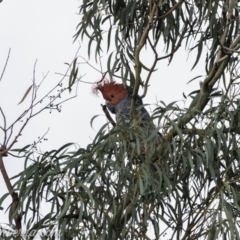 Callocephalon fimbriatum at Hughes, ACT - 6 Apr 2019