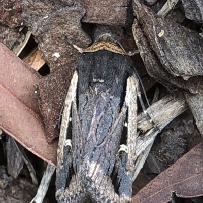 Proteuxoa tortisigna (Streaked Rictonis Moth) at Monash, ACT - 15 Apr 2019 by jackQ