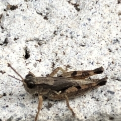 Phaulacridium vittatum (Wingless Grasshopper) at Monash, ACT - 14 Apr 2019 by jackQ