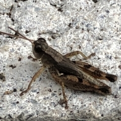 Phaulacridium vittatum at Monash, ACT - 14 Apr 2019 11:29 AM