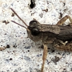Phaulacridium vittatum at Monash, ACT - 14 Apr 2019 11:29 AM