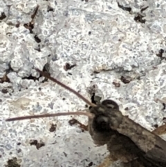 Phaulacridium vittatum at Monash, ACT - 14 Apr 2019 11:29 AM