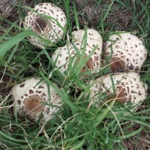 Chlorophyllum sp. at Deakin, ACT - 6 Apr 2019