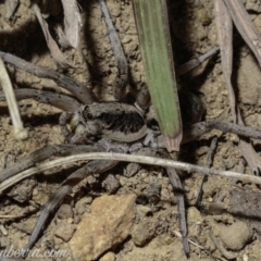 Tasmanicosa sp. (genus) (Tasmanicosa wolf spider) at Deakin, ACT - 6 Apr 2019 by JonSteinbeck