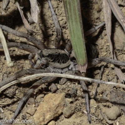Tasmanicosa sp. (genus) (Tasmanicosa wolf spider) at Deakin, ACT - 6 Apr 2019 by JonSteinbeck