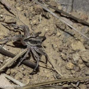 Tasmanicosa sp. (genus) at Deakin, ACT - 6 Apr 2019