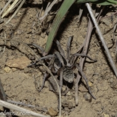 Tasmanicosa sp. (genus) at Deakin, ACT - 6 Apr 2019