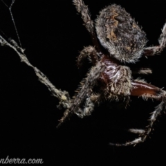 Hortophora sp. (genus) (Garden orb weaver) at Deakin, ACT - 6 Apr 2019 by JonSteinbeck