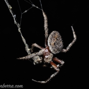 Hortophora sp. (genus) at Deakin, ACT - 6 Apr 2019