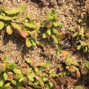 Centipeda minima subsp. minima at Tharwa, ACT - 13 Apr 2019