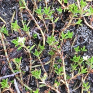 Crassula helmsii at Tharwa, ACT - 13 Apr 2019