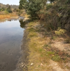 Crassula helmsii at Tharwa, ACT - 13 Apr 2019 01:23 PM