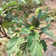 Datura stramonium (Common Thornapple) at Tharwa, ACT - 13 Apr 2019 by JaneR