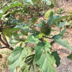 Datura stramonium at Tharwa, ACT - 13 Apr 2019