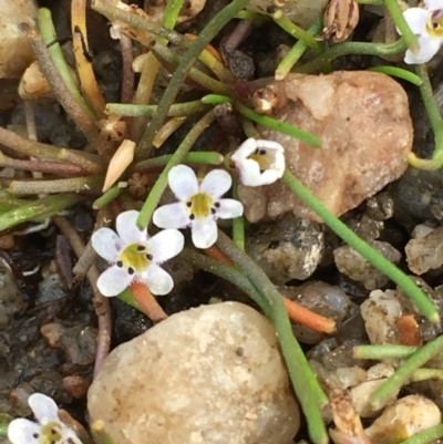 Limosella australis (Austral Mudwort) at Tharwa, ACT - 13 Apr 2019 by JaneR