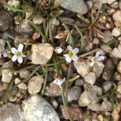 Limosella australis at Tharwa, ACT - 13 Apr 2019 01:56 PM