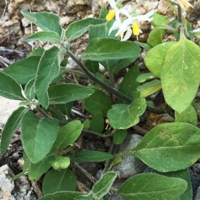 Solanum nigrum (Black Nightshade) at Tharwa, ACT - 13 Apr 2019 by JaneR