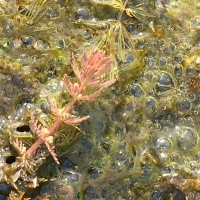 Myriophyllum verrucosum (Red Water-milfoil) at Tharwa, ACT - 13 Apr 2019 by JaneR