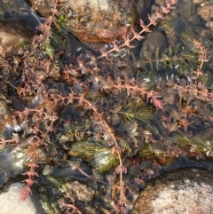 Myriophyllum verrucosum at Tharwa, ACT - 13 Apr 2019 01:19 PM