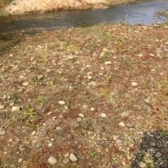 Myriophyllum verrucosum at Tharwa, ACT - 13 Apr 2019 01:19 PM